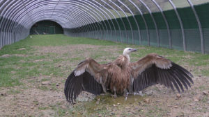 Photo d'un Vautour Fauve