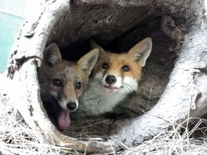 Photo de deux renards