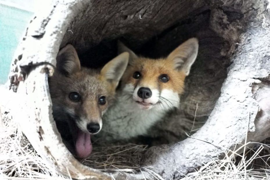 Photo de deux renards