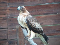 Aigle botté