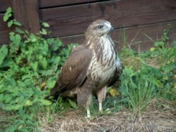 Buse Variable