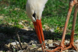 Cigogne blanche