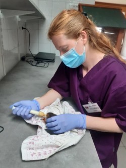 Photo d'un écureuil roux biberonné par une soigneuse au Centre de soins aux animaux sauvages de L'Hirondelle à Saint Forgeux