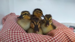 Canards colvert juvéniles