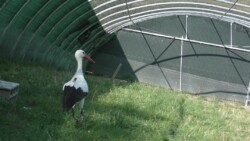 Cigogne