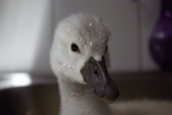 Cygne juvénile