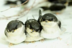 Hirondelle