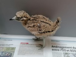Jeune Oedicnème Criard
