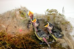 Mésange charbonnières juvéniles